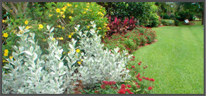 Landscape Bushes